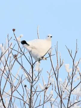 The white partridge Foto stock