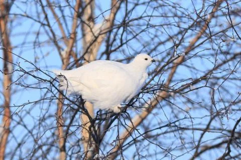 The white partridge Fotos de archivo