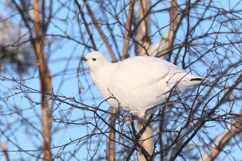The white partridge Fotos de archivo