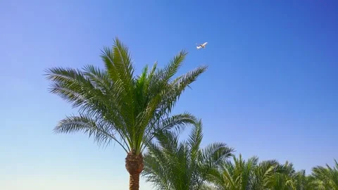White passenger plane flies over palm trees. Stock Footage 296509342