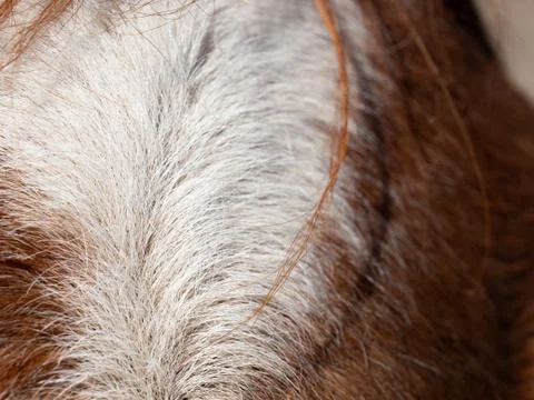 White patch or bald on forehead is named star. Stock Photos