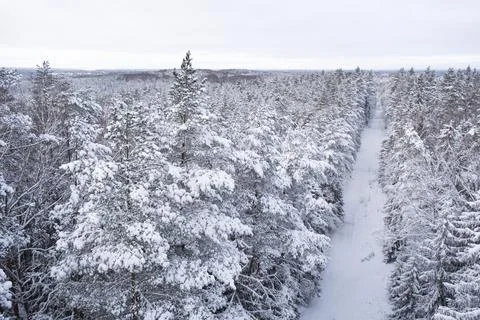 White path through the snow-covered forest from a height. Nature of Latvia Stock Photos