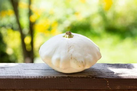 White patisson on a wooden substrate on the background of a green garden. Hea Stock Photos