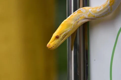 White patterned albino snake Stock Photos