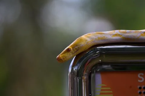 White patterned albino snake Stock Photos