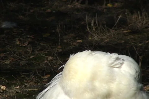 White Pauline 2  動画素材 397828