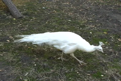 White Pauline1  動画素材 375885