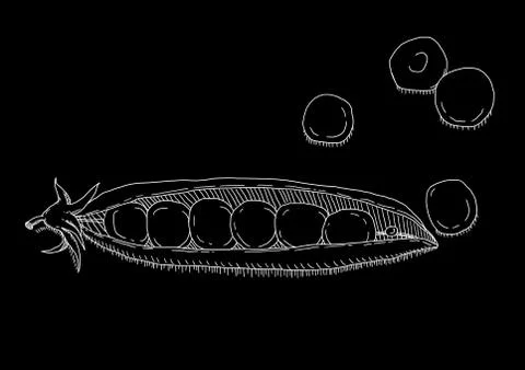 White pea on black background Stock Illustration