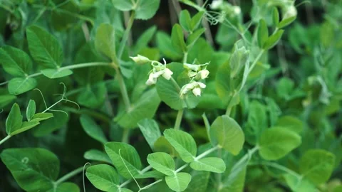 White pea blossoms opening on vigorous garden vines in spring. Fresh green stems Stock Footage 340326293