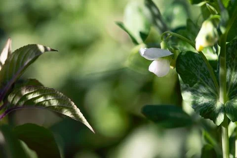 White Pea Flower Stock Photos