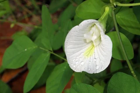 White Pea flowers Stock Photos