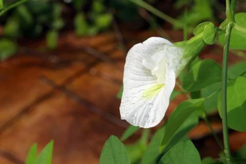 White Pea flowers Stock Photos