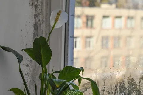 White peace lily flower develops next to mold on window frame. Stock Photos