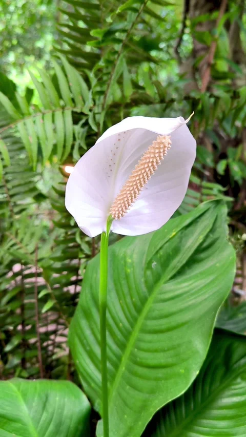 White peace lily. Stock Footage 337785197