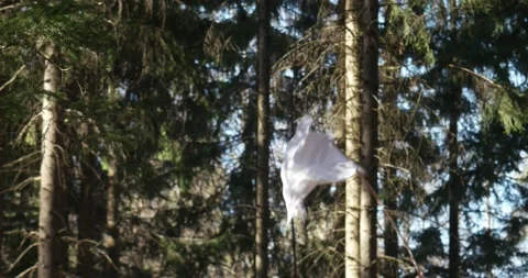 White peace or surrender flag being waived by male hand outside in a forest Stock Footage 172031829