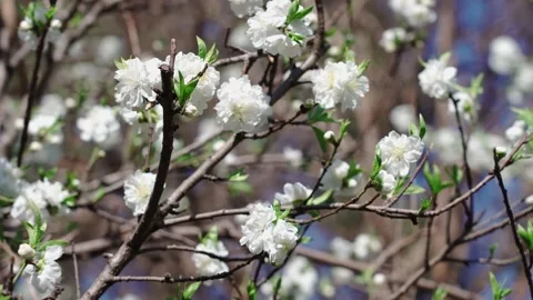 White peach blossoms swaying gently in the spring sunlight on a clear day Video stock 342099729