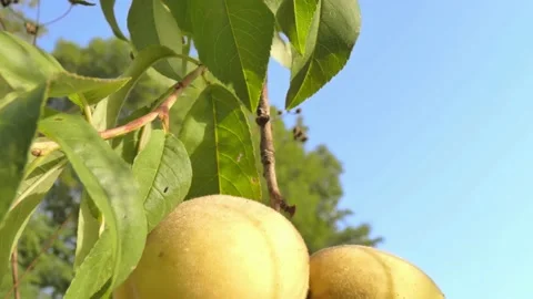 White peach fruit on tree branch close-up against blue sky at golden hour Video stock 208072175