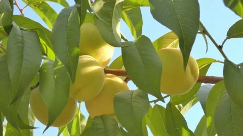 White peach fruit on tree branch close-up against blue sky at golden hour Video stock 208072590