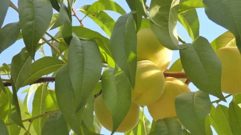White peach fruit on tree branch close-up against blue sky at golden hour Video stock 208074093