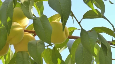 White peach fruit on tree branch close-up against blue sky at golden hour Video stock 208076407