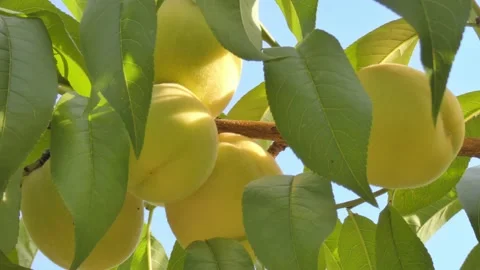 White peach fruit on tree branch close-up against blue sky at golden hour Video stock 208081738