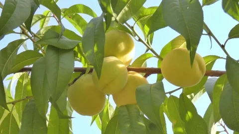 White peach fruit on tree branch close-up against blue sky at golden hour Video stock 208083022