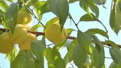 White peach fruit on tree branch close-up against blue sky at golden hour Video stock 208084549