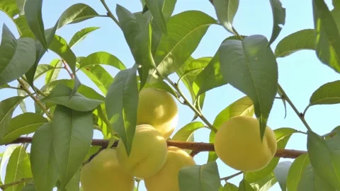 White peach fruit on tree branch close-up against blue sky at golden hour Video stock 208085293