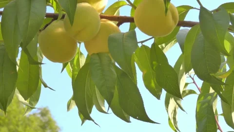 White peach fruit on tree branch close-up against blue sky at golden hour Video stock 208085978