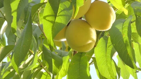 White peach fruit on tree branch close-up against blue sky at golden hour Video stock 208087174