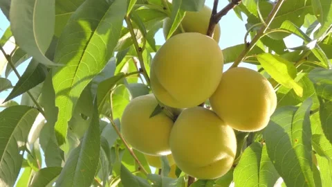 White peach fruit on tree branch close-up against blue sky at golden hour Video stock 208087650