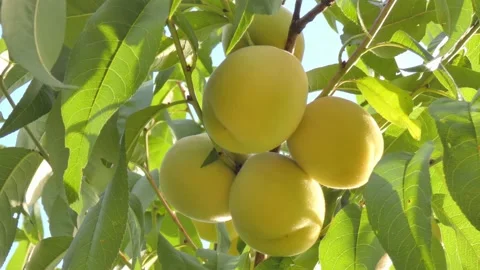 White peach fruit on tree branch close-up against blue sky at golden hour Video stock 208089378
