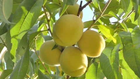 White peach fruit on tree branch close-up against blue sky at golden hour Video stock 208090262