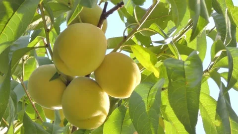 White peach fruit on tree branch close-up against blue sky at golden hour Video stock 208091167