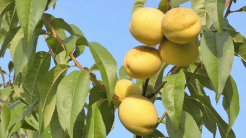 White peach fruit on tree branch close-up against blue sky at golden hour Video stock 208092041