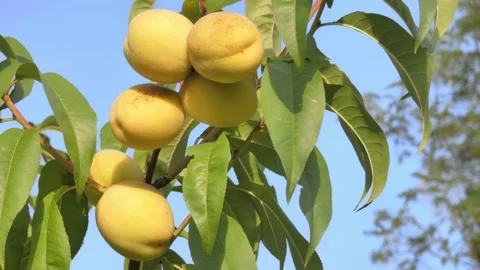 White peach fruit on tree branch close-up against blue sky at golden hour Stock Footage 208092626