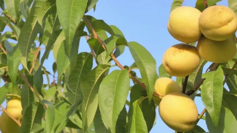 White peach fruit on tree branch close-up against blue sky at golden hour Video stock 208093794