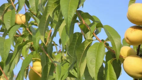 White peach fruit on tree branch close-up against blue sky at golden hour Video stock 208095859