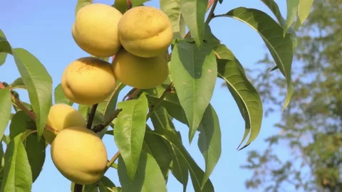 White peach fruit on tree branch close-up against blue sky at golden hour Video stock 208099642