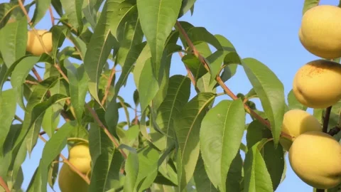 White peach fruit on tree branch close-up against blue sky at golden hour Video stock 208100903