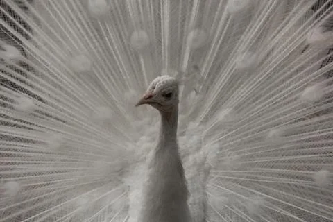 White peacock-2 Foto stock