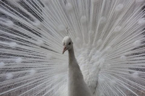 White peacock-4 Stock Photos