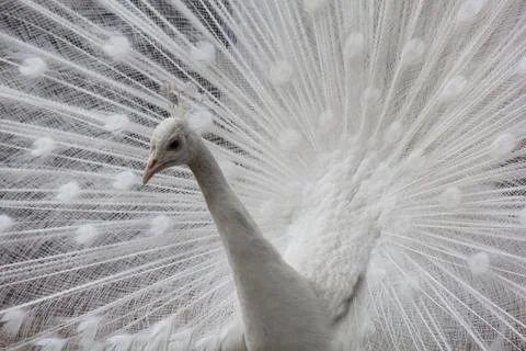 White peacock-5 Stock Photos