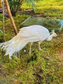 The White Peacock in Abu Dhabi 스톡 사진