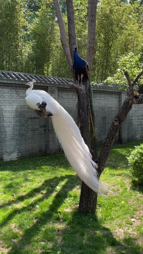 A white peacock and a blue peacock perched on a tree branch Stock Footage 334824357