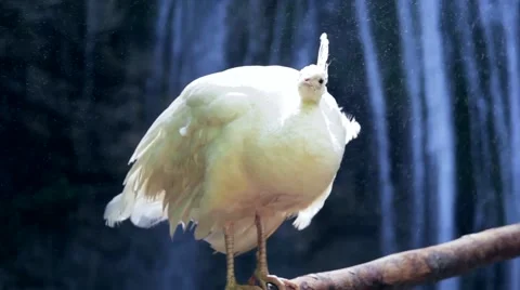 White peacock basks in the sun against waterfall Stock Footage 45169223