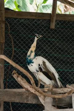 White peacock with black pattern standing on wooden branch inside aviary wi.. Stock Photos
