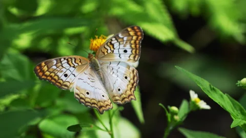 WHITE PEACOCK BUTTERFLY Stock-Footage 250363811