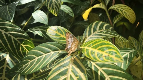 White Peacock Butterfly on Leaf Stock Footage 107243927