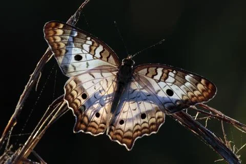 A White Peacock butterfly at Pine Glades Natural Area in Jupiter, Florida Stock Photos